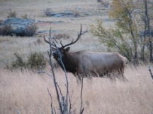 Bull Elk at RMNP